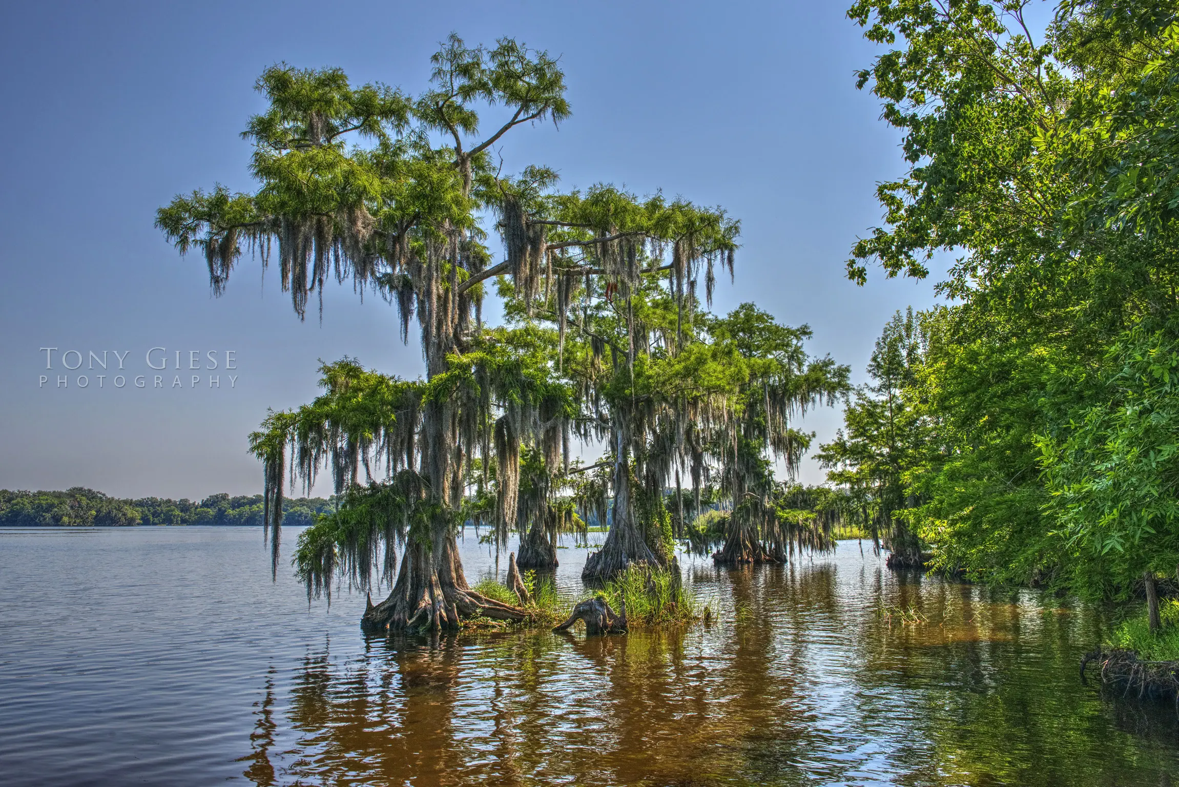 The St. John's River is landscaped with beautiful bald cypress north of Sanford Florida. Photograph by Tony Giese Photography