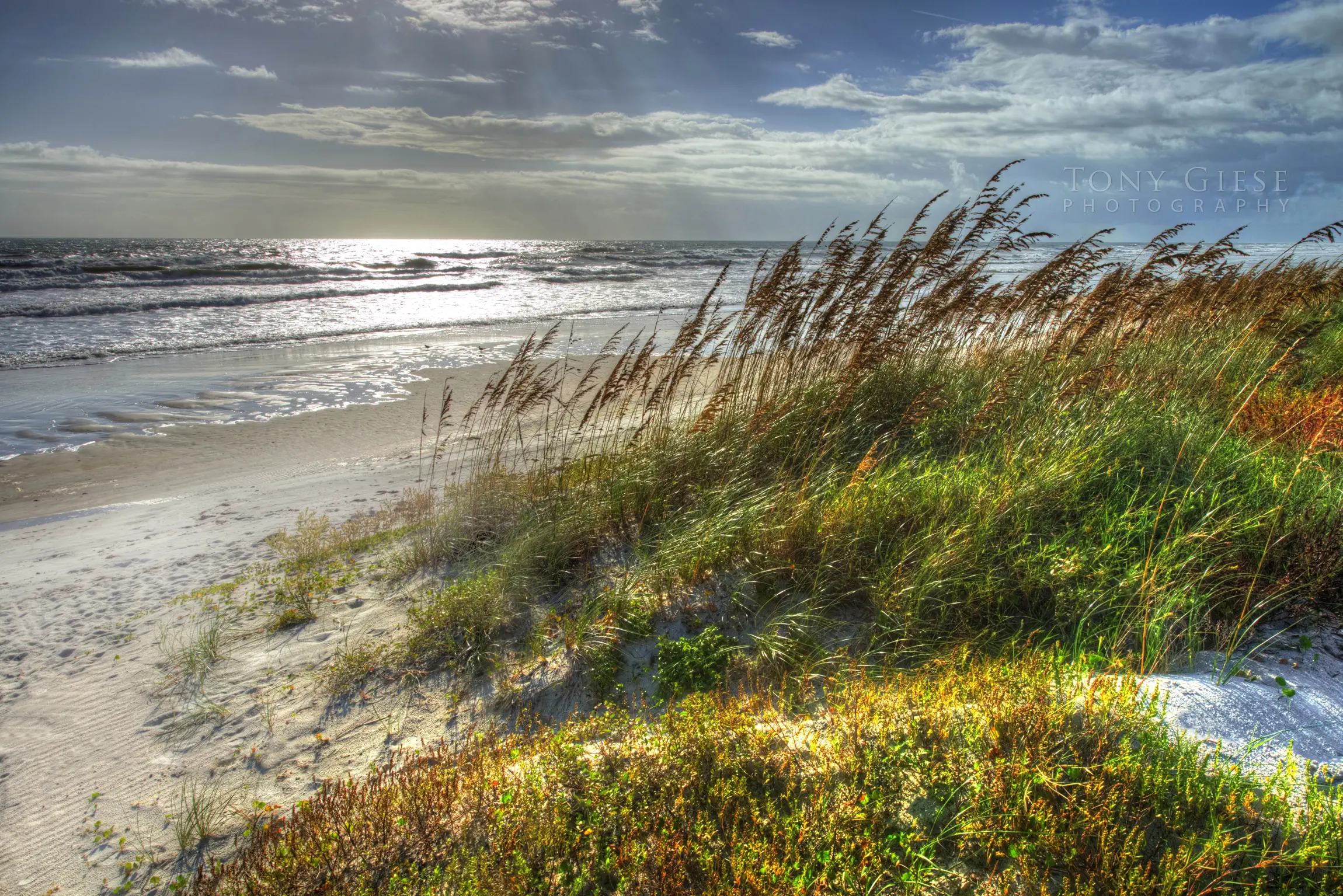 Salt spray coats Sea Oat leaves and stems. Waves and sand sometimes cover the entire plant. Photography by Tony Giese. Daytona Beach, Florida.