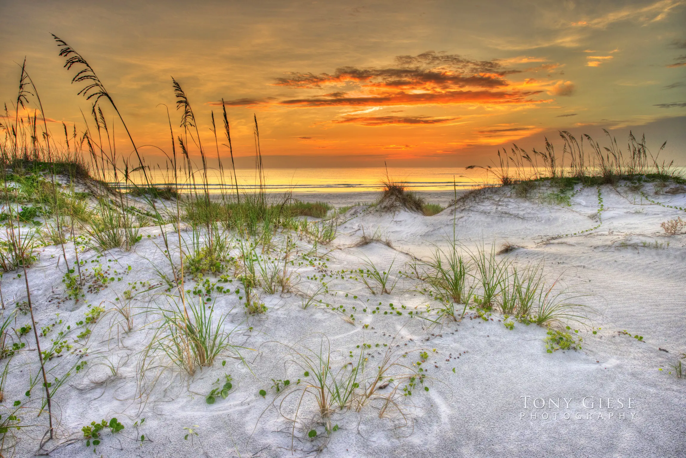 Live in the sunshine, swim in the sea, drink the wild air - Ralph Waldo Emerson. Photography by Tony Giese. Sea Oats Ponce Inlet, FLorida.