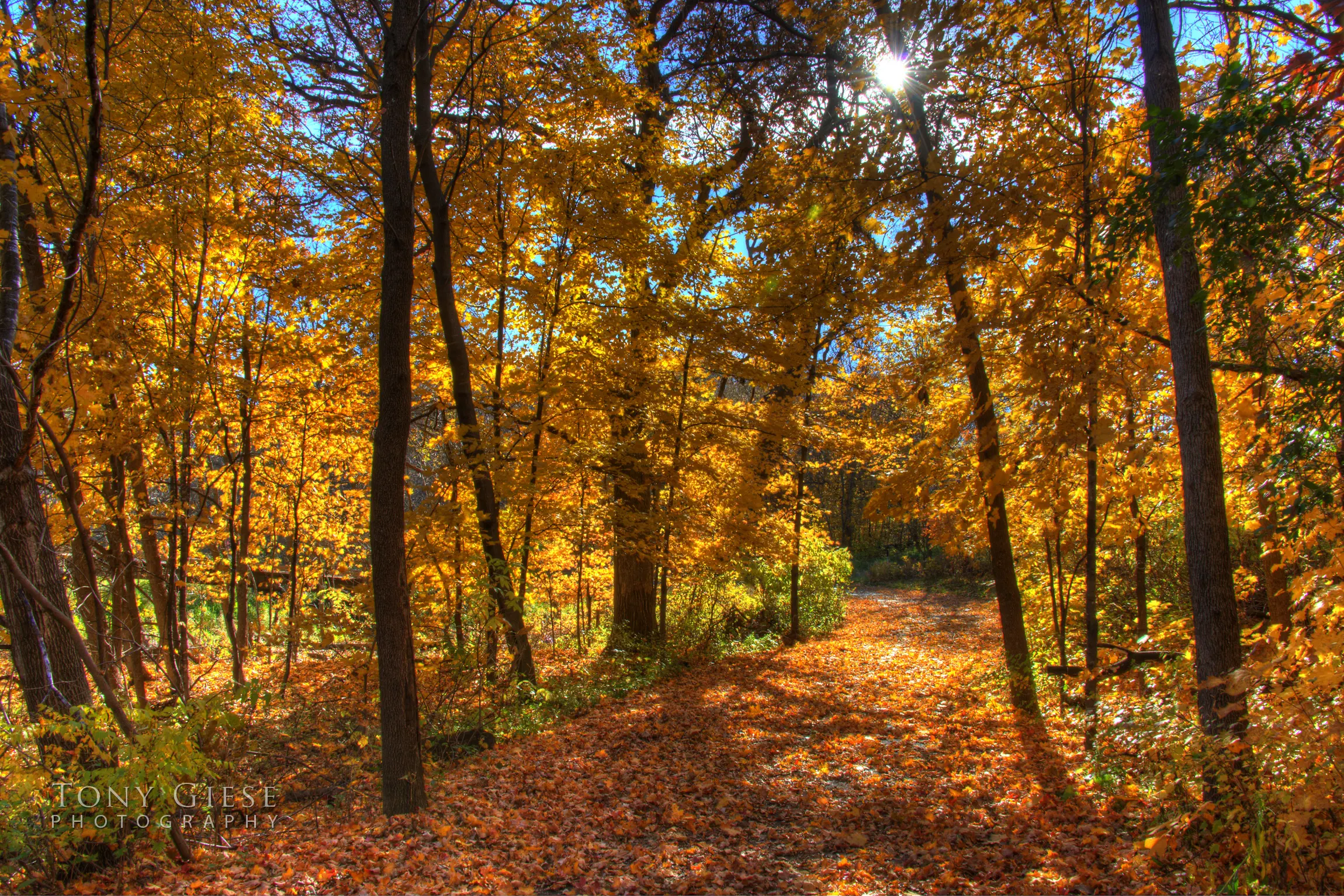 Walking path providing leading lines in the photograph. Elm Creek Park Reserve, Maple Grove, Minnesota. Photo by Tony Giese Photography