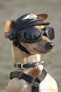 bikerdogdaytonabikeweek 595