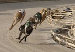 daytonadogracing 595